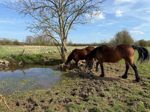 Ashley Road, Midleton